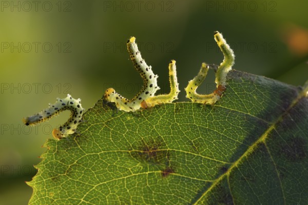 Large rose sawfly (Arge pagana) four adult insect larva garden pest feeding on a rose plant leaf in summer, England, United Kingdom