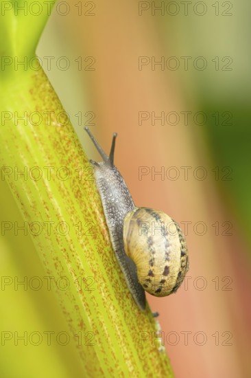 Garden snail (Cornu aspersum) adult molluscs gastropod on a garden Rhubarb vegetable plant stem in summer, England, United Kingdom