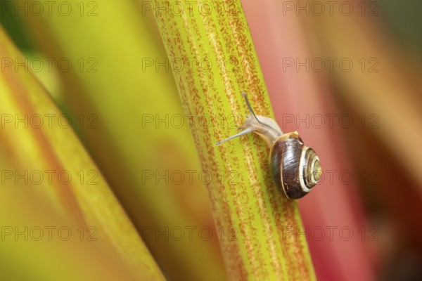 Striped snail (Cernuella virgata) adult gastropod molluscs on a garden rhubarb vegetable plant stem in summer, England, United Kingdom