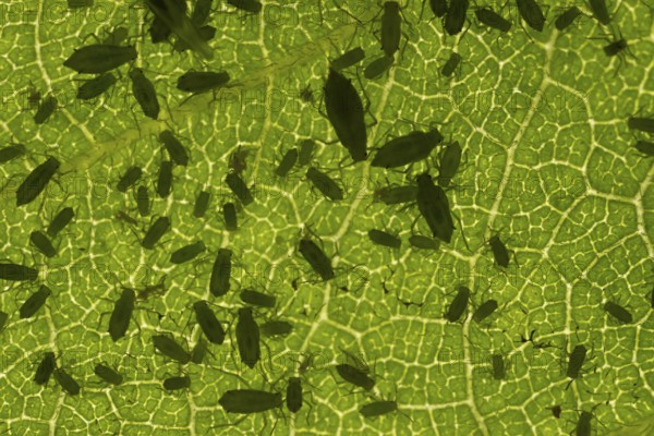 Plum aphid (Hyalopterus pruni) aphids on a plum tree leaf in summer, England, United Kingdom
