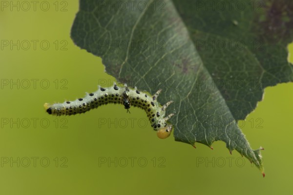 Large rose sawfly (Arge pagana) adult insect larva garden pest feeding on a rose plant leaf in summer, England, United Kingdom