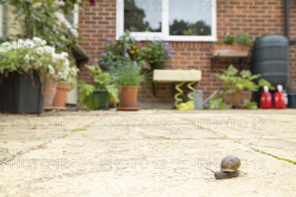 Garden snail (Cornu aspersum) adult molluscs gastropod on a garden patio with a house in the background in summer, England, United Kingdom