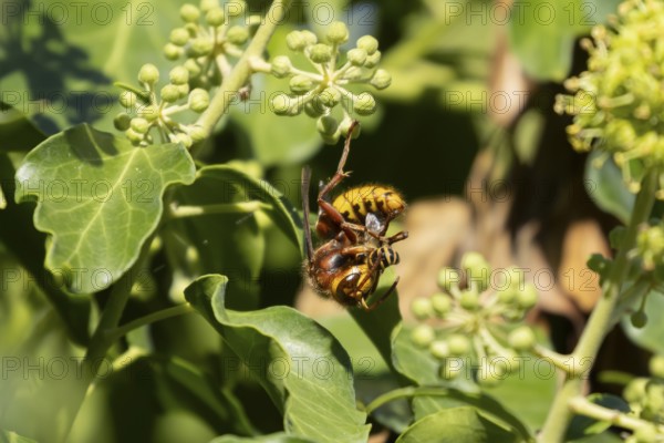 European hornet (Vespa crabro) adult insect feeding on an Ivy bee (Colletes hederae) in a Ivy tree in summer, England, United Kingdom