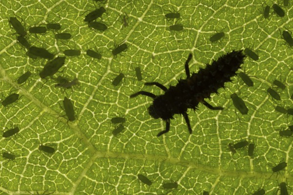 Harlequin ladybird or ladybug (Harmonia axyridis) adult insect larva and Plum aphid (Hyalopterus pruni) aphids on a plum tree leaf in summer, England, United Kingdom