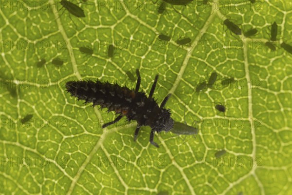 Harlequin ladybird or ladybug (Harmonia axyridis) adult insect larva eating a Plum aphid (Hyalopterus pruni) aphids on a plum tree leaf in summer, England, United Kingdom