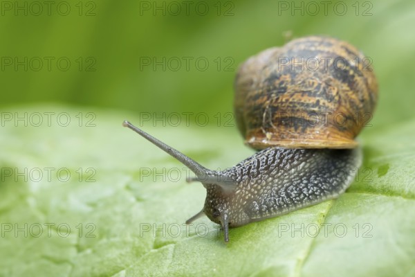 Garden snail (Cornu aspersum) adult molluscs gastropod on a garden vegetable plant leaf in summer, England, United Kingdom