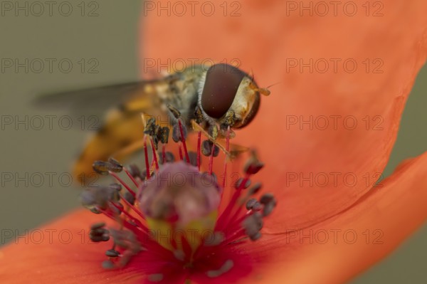 Common hoverfly (Eupeodes corollae) adult insect feeding on pollen from a red Common field poppy (Papaver rhoeas) flower in summer, England, United Kingdom