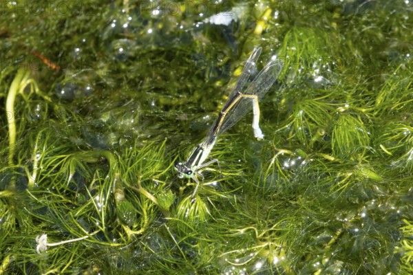 Blue tailed damselfly (Ischnura elegans) adult female insect laying eggs or ovipositing on pond weed in a garden pond in summer, England, United Kingdom