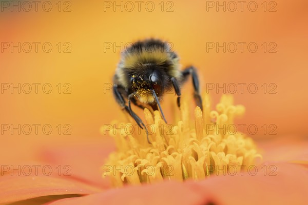 Buff tailed bumblebee (Bombus terrestris) adult bee insect feeding on a garden Mexican sunflower (Tithonia spp) flower in summer, England, United Kingdom