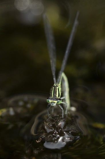 Blue tailed damselfly (Ischnura elegans) adult female insect laying eggs or ovipositing on pond weed in a garden pond in summer, England, United Kingdom