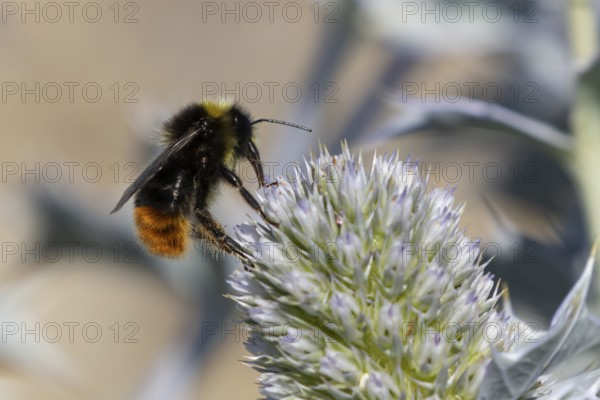Red tailed bumblebee (Bombus lapidarius) adult bee insect feeding on a Sea holly flower in summer, England, United Kingdom