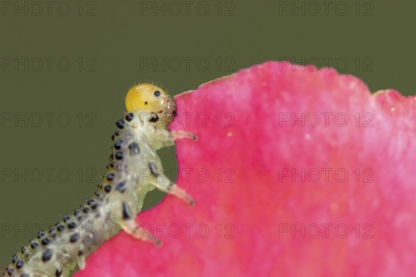 Large rose sawfly (Arge pagana) adult insect larva garden pest feeding on a rose plant petal in summer, England, United Kingdom