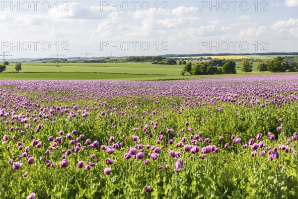 Field with blue poppy (Papaver somniferum) in bloom, Penig, Saxony, Germany