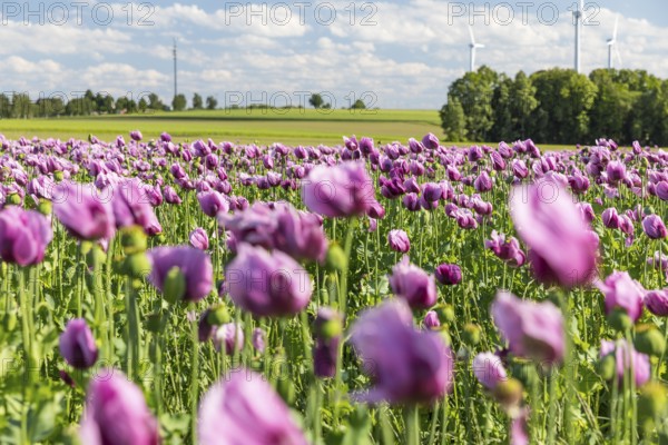 Field with blue poppy (Papaver somniferum) in bloom, wind turbines in the background, Penig, Saxony, Germany
