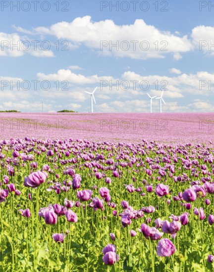 Field with blue poppy (Papaver somniferum) in bloom, wind turbines in the background, Penig, Saxony, Germany