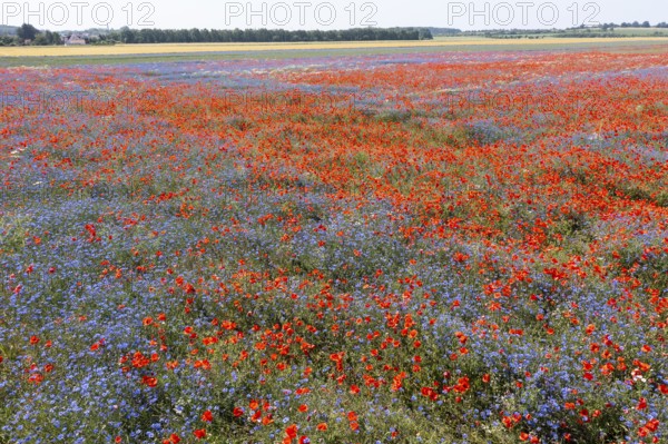 Aerial view of a field where corn poppies (Papaver rhoeas) and cornflowers (Centaurea cyanus) are in bloom, shining in blue and red, Hirschstein, Riesa, Saxony, Germany