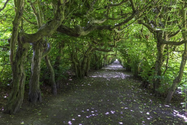 Pergola with old hornbeams (Carpinus betulus) in Pulsnitz Castle Park, Saxony, Germany