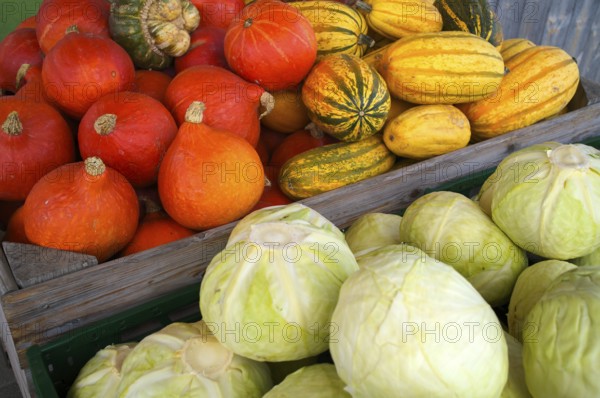 Various pumpkins, white cabbage, cabbage. Vegetable stand, market stand, market, Fellbach, Baden-Württemberg, Germany