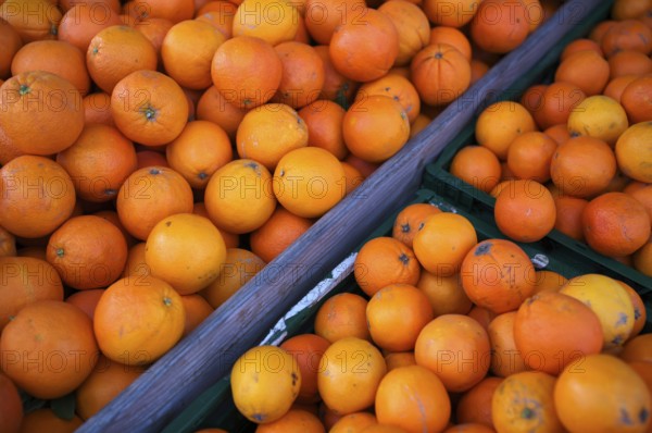 Oranges, juice oranges, fruit, fruit stand, market stand, market, Fellbach, Baden-Württemberg, Germany