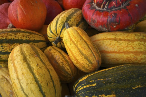 Various pumpkins, vegetable stand, market stand, Fellbach, Baden-Württemberg, Germany