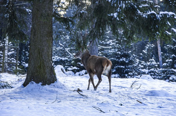 Male red deer, Cervus elaphus, in snowy winter forest, Swabian Jura, Baden-Württemberg, Germany