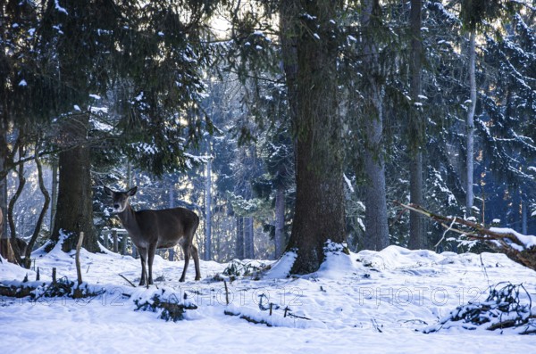 Doe, female red deer, Cervus elaphus, in snowy winter forest, Swabian Jura, Baden-Württemberg, Germany