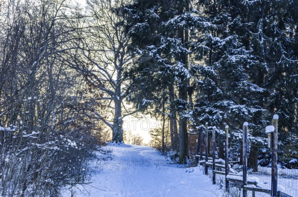 Light at the end of the trail, snowy forest trail after the onset of winter in the Swabian Jura, Baden-Württemberg, Germany