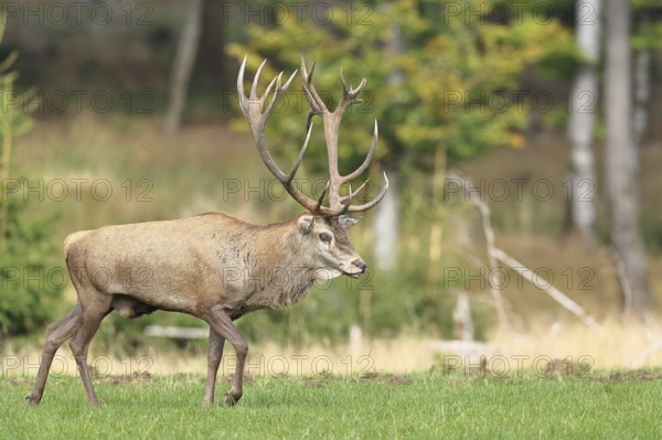 Red deer (Cervus elaphus) during the rutting season, capital stag in a forest clearing, wildlife, autumn, Sauerland, North Rhine-Westphalia, Germany