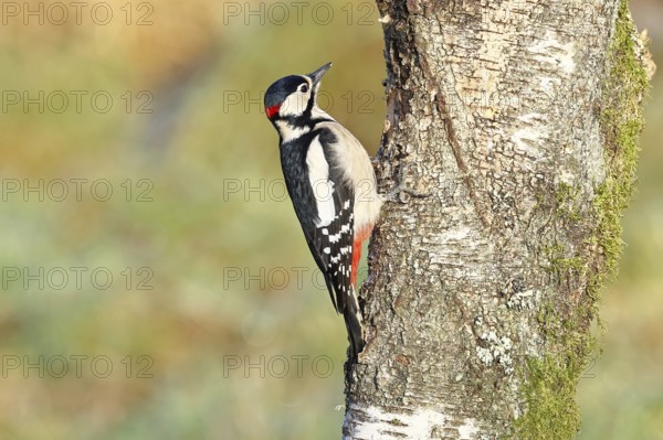Great spotted woodpecker (Dendrocopus major), male, foraging on the trunk of a common birch (Betula pendula), wildlife, woodpeckers, nature photography, autumn, Wilnsdorf, North Rhine-Westphalia, Germany