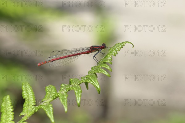 Large red damselfly (Pyrrhosoma nymphula), sitting on bracken, close-up, Wilnsdorf, North Rhine-Westphalia, Germany