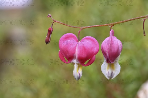 Watering Heart (Lamprocapnos spectabilis), flowers in a garden, Wilnsdorf, North Rhine-Westphalia, Germany