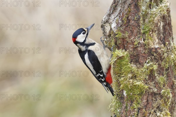 Great spotted woodpecker (Dendrocopos major), female, foraging on a tree stump overgrown with moss and lichen in the forest, Wilnsdorf, North Rhine-Westphalia, Germany