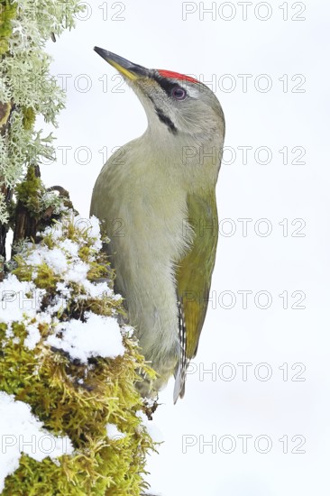 Grey-headed woodpecker (Picus canus), male sitting on a dead wood covered with moss and lichen in winter, Wildlife, Woodpeckers, Birds, Nature photography, Wilnsdorf, North Rhine-Westphalia, Germany