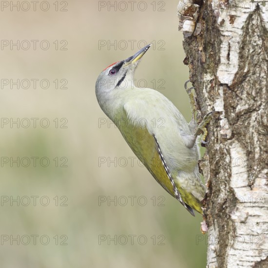 Grey-headed Woodpecker (Picus canus), female sitting on the trunk of a grey birch (Betula populifolia) to forage, Wildlife, Woodpeckers, Birds, Nature photography, Wilnsdorf, North Rhine-Westphalia, Germany