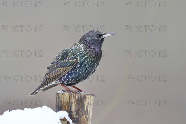 Starling (Sturnus vulgaris) adult bird in spotted winter plumage, sitting on a fence post, Wilnsdorf, North Rhine-Westphalia, Germany