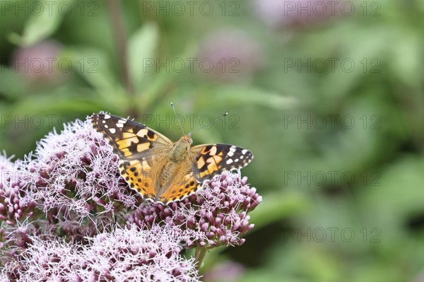 Thistle butterfly (Vanessa cardui) on a flower of Hemp agrimony (Asteraceae) on a forest path, close-up, Wilnsdorf, North Rhine-Westphalia, Germany
