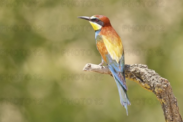 European bee-eater (Merops apiaster) sitting on a branch covered with green lichen, dorsal view, Lake Neusiedl, Burgenland, Austria