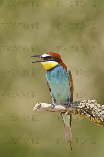 European bee-eater (Merops apiaster) sitting on a branch covered with green lichen, Lake Neusiedl, Burgenland, Austria