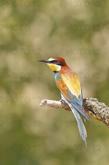 European bee-eater (Merops apiaster) sitting on a branch covered with green lichen, dorsal view, Lake Neusiedl, Burgenland, Austria