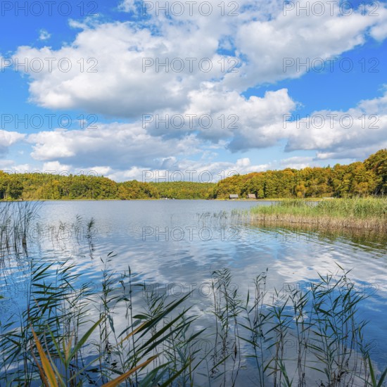 Autumn in the fog, also known as the fog lake, idyllic little lake with reeds and boathouses surrounded by forest, Mecklenburg Lake District, Mecklenburg-Western Pomerania, Germany