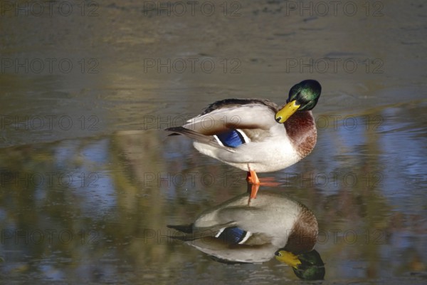 Duck on a lake in winter, Germany