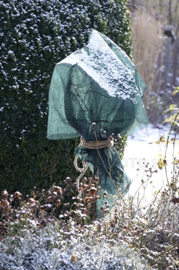 Cover for roses in winter, Germany