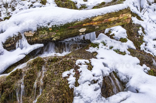 Snowy and icy tree trunk in the foothills of the frozen Urach Waterfall, Bad Urach, Swabian Alb, Baden-Württemberg, Germany