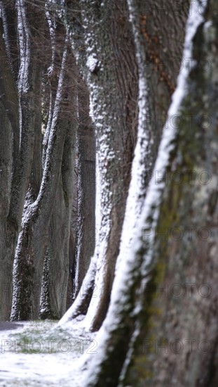 Alley in winter with snow and trees, Germany