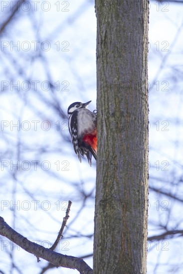 Great spotted woodpecker on a tree, winter, Germany