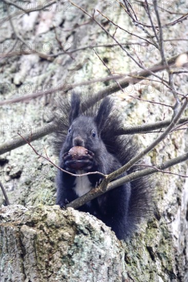 Squirrel with nut, winter, Germany