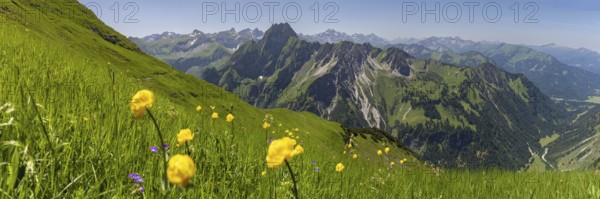 Mountain panorama with troll flowers (Trollius europaeus) from Laufbacher-Eckweg to Höfats 2259m, and Allgäu main ridge with Trettachspitze 2595m, Mädelegabel 2645m, Bockkarkopf 2609m and Hochfrottspitze 2649m, Allgäu Alps, Allgäu, Bavaria, Germany
