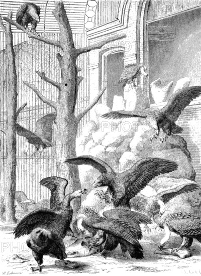 Bird of Prey Builders in Hamburg's Tiergarten, woodcut from 1864