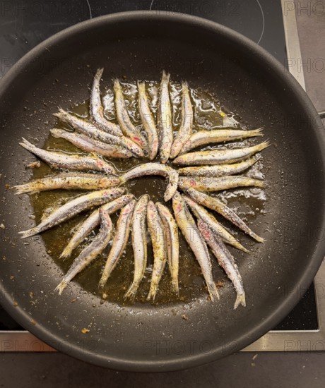 Roasting small fish in oil in a pan, food photography, Munich, Bavaria, Germany