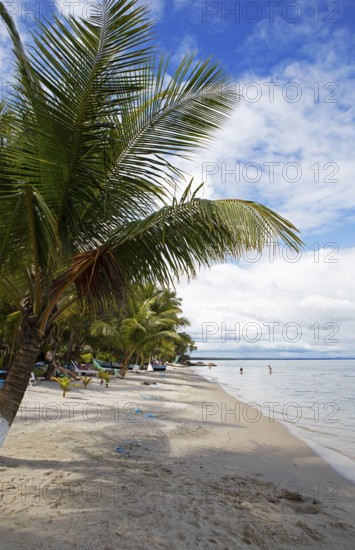 Sandy beach beach and coconut trees on Playa Blanca, Izabal Department, Guatemala